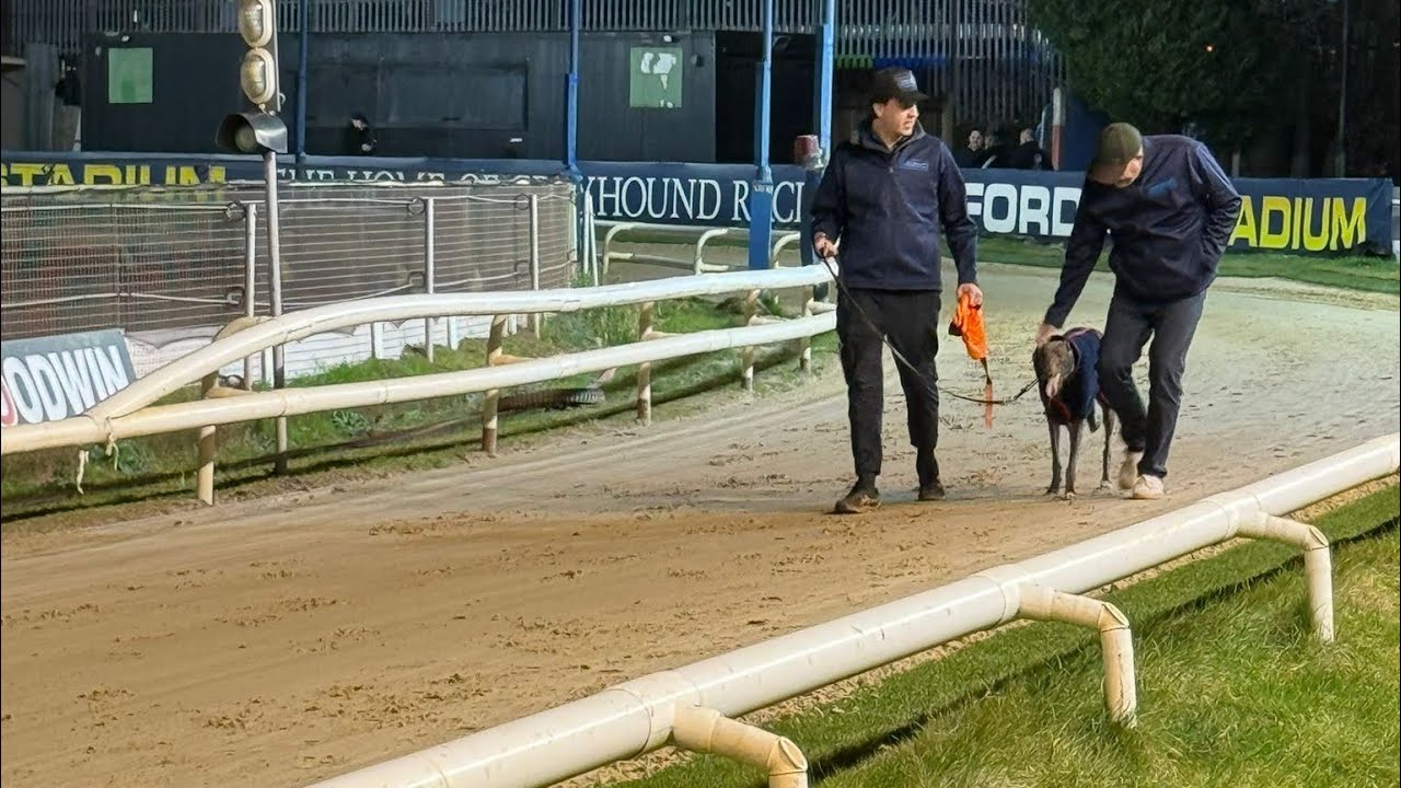 Show Time! Training Greyhound’s Ep. 69