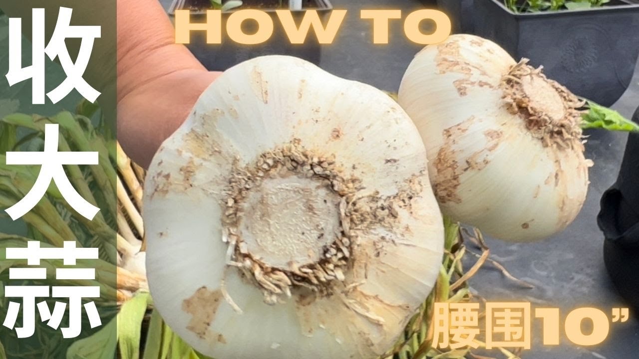 【种大蒜】大蒜的采收和储存｜种出超级大蒜的诀窍｜how to grow giant garlic.