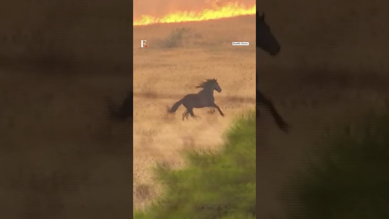 Horses Escape Burning Fields As Wildfire Rages Near Athens | N18G