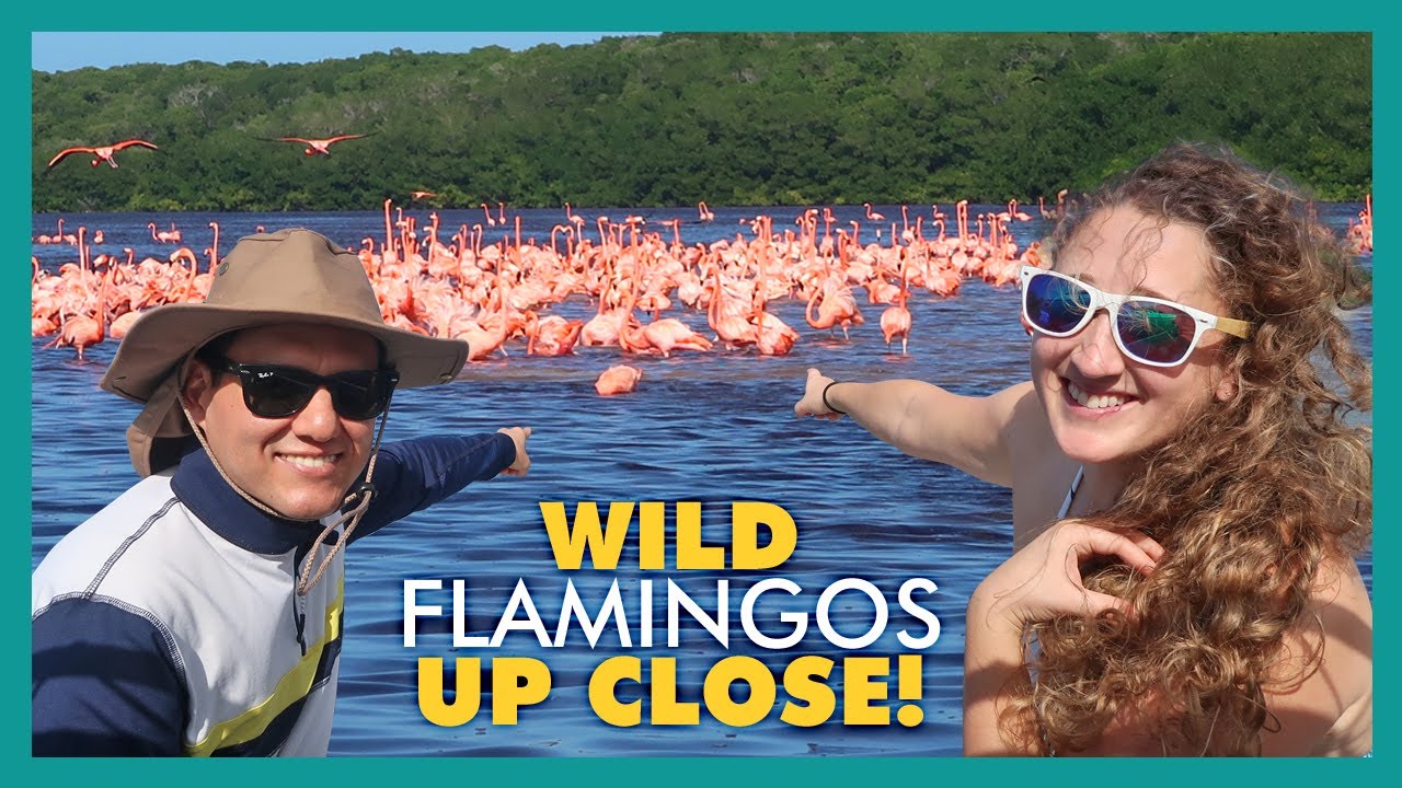 WILD Flamingos in CELESTUN | A day trip from Mérida Mexico. Exciting SPEED BOAT ride.