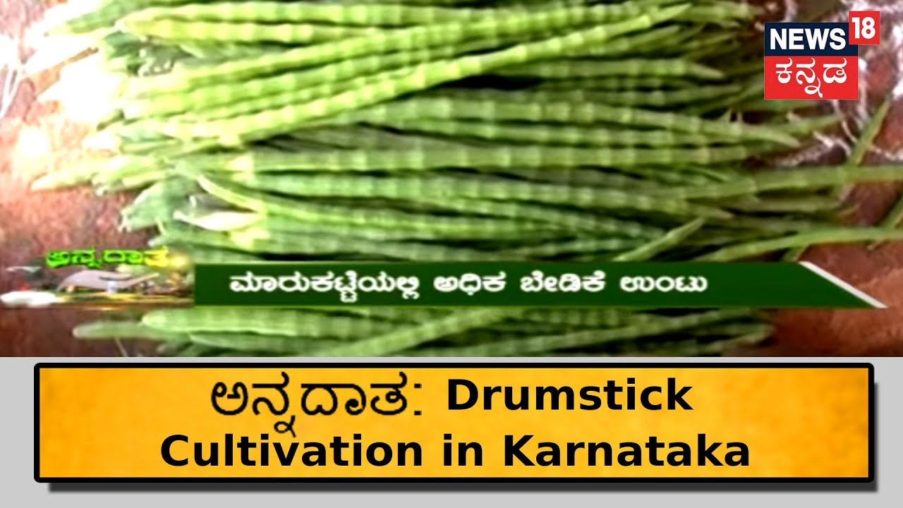ಅನ್ನದಾತ | ನುಗ್ಗೆ 'ಭಾಗ್ಯ' Drumsticks Farming Success Story | June 26, 2018