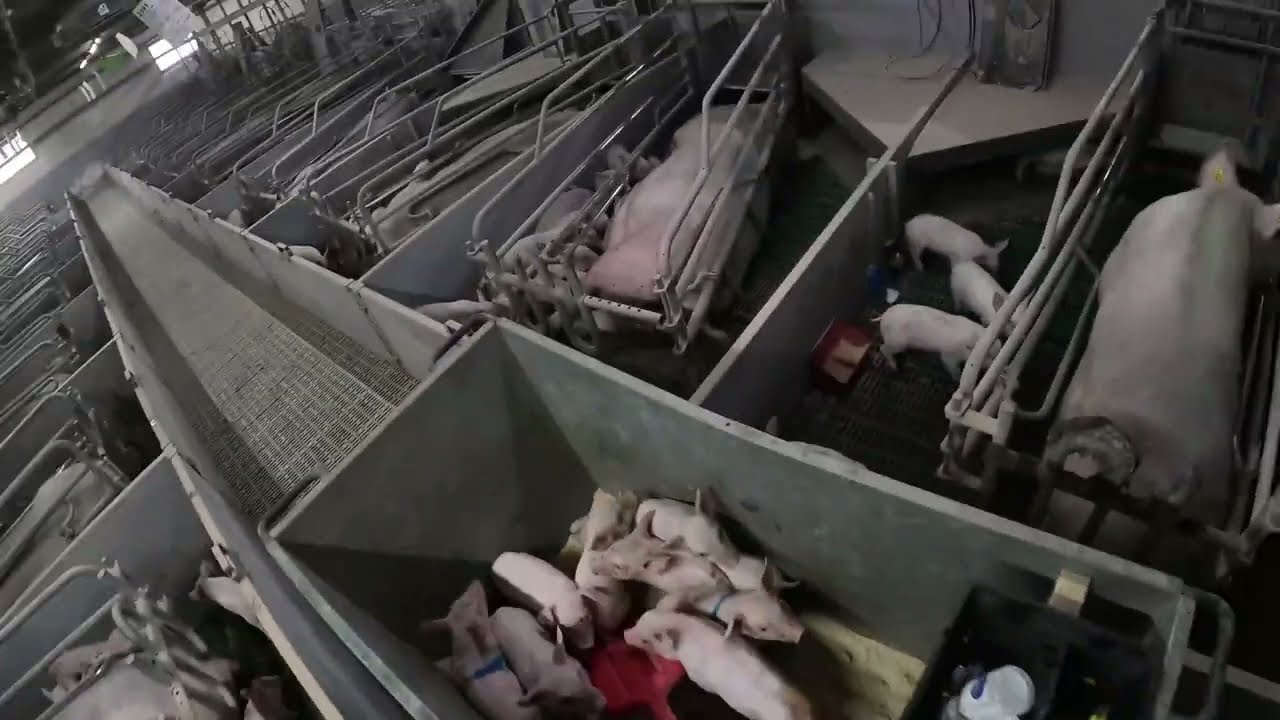 En arbejdsdag i GRISE STALDEN 33🐖 - 