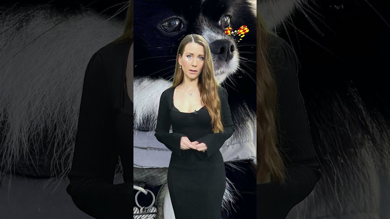 Lytricia fick 20 hundbett och sin hund ihjälbiten i Södertälje