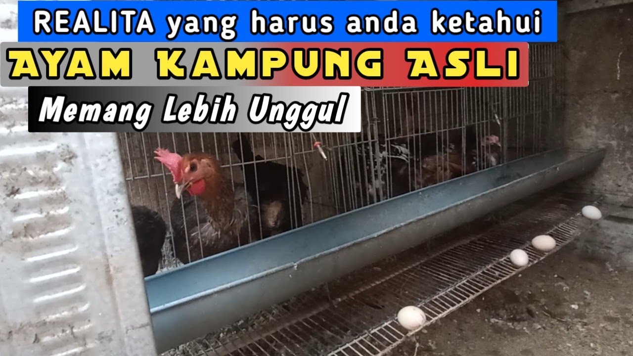 KORBAN SALES‼️   ternak ayam kampung asli lebih menguntungkan