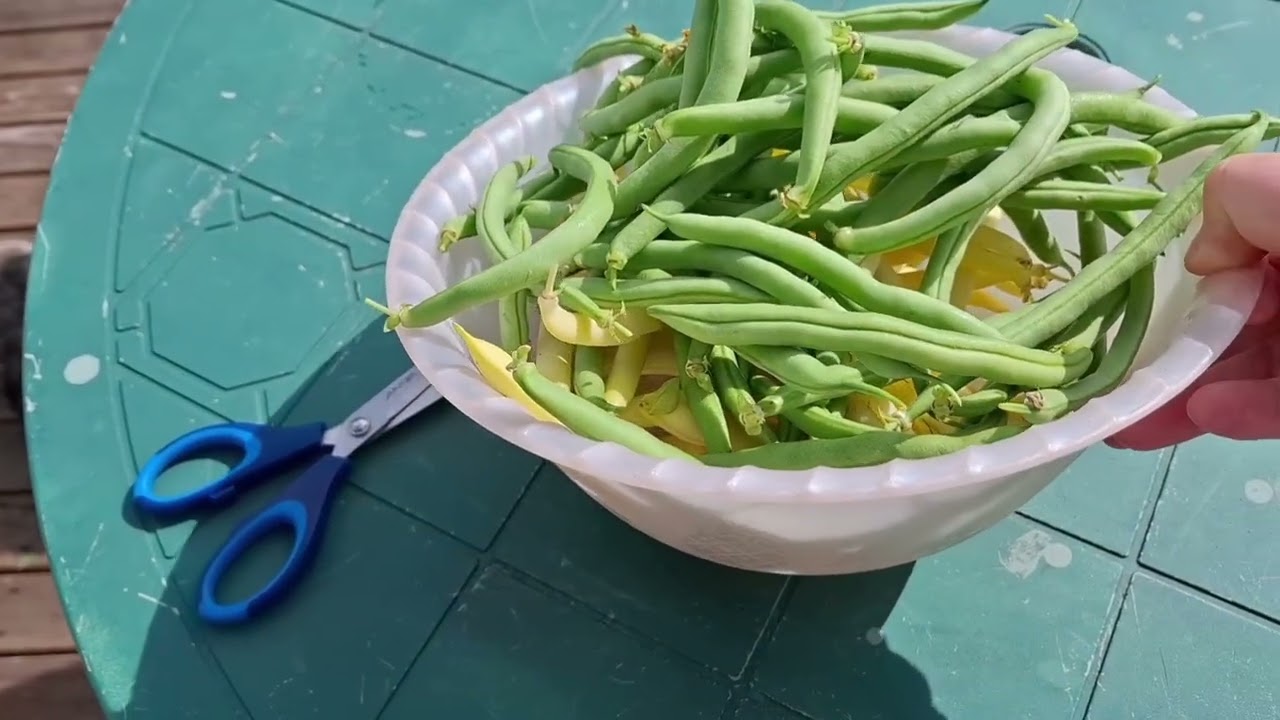 Охота за едой в моем саду!