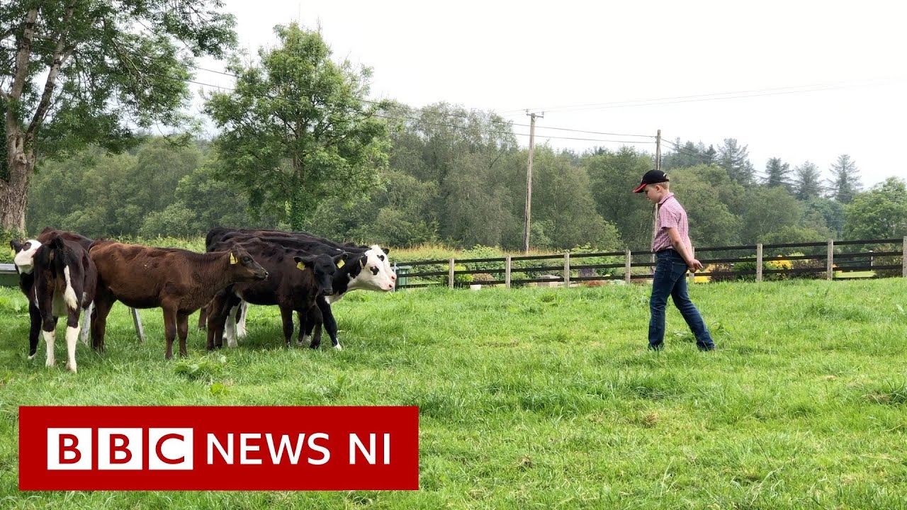 Cavan boy uses prize money to buy calves - BBC News NI