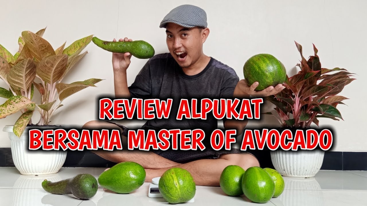 REVIEW JUJUR || alpukat Kendil dan Miki kebun om Akhmad.