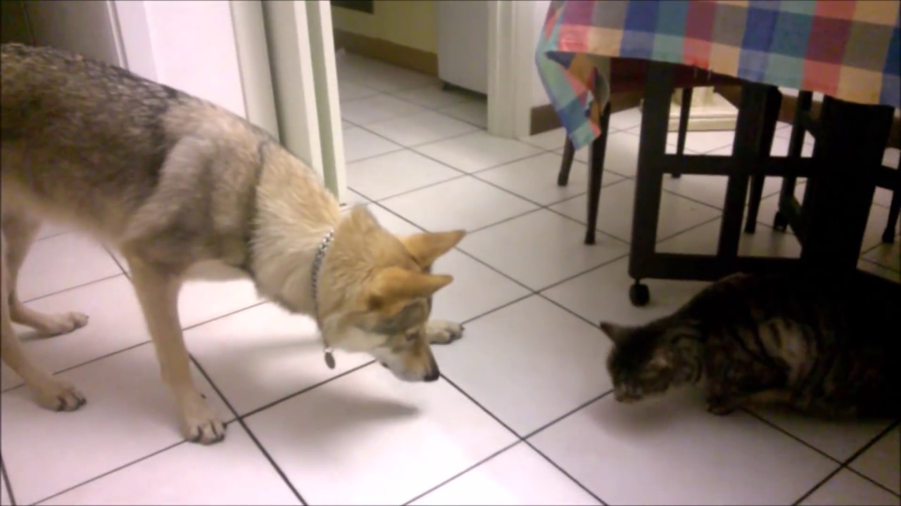 Incontro fra Arya, cane lupo cecoslovacco, e Edgar, gatto europeo
