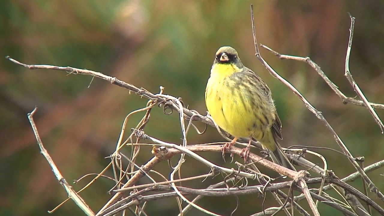 アオジ（1）さえずり（舳倉島） - Black-faced bunting - Wild Bird - 野鳥 動画図鑑