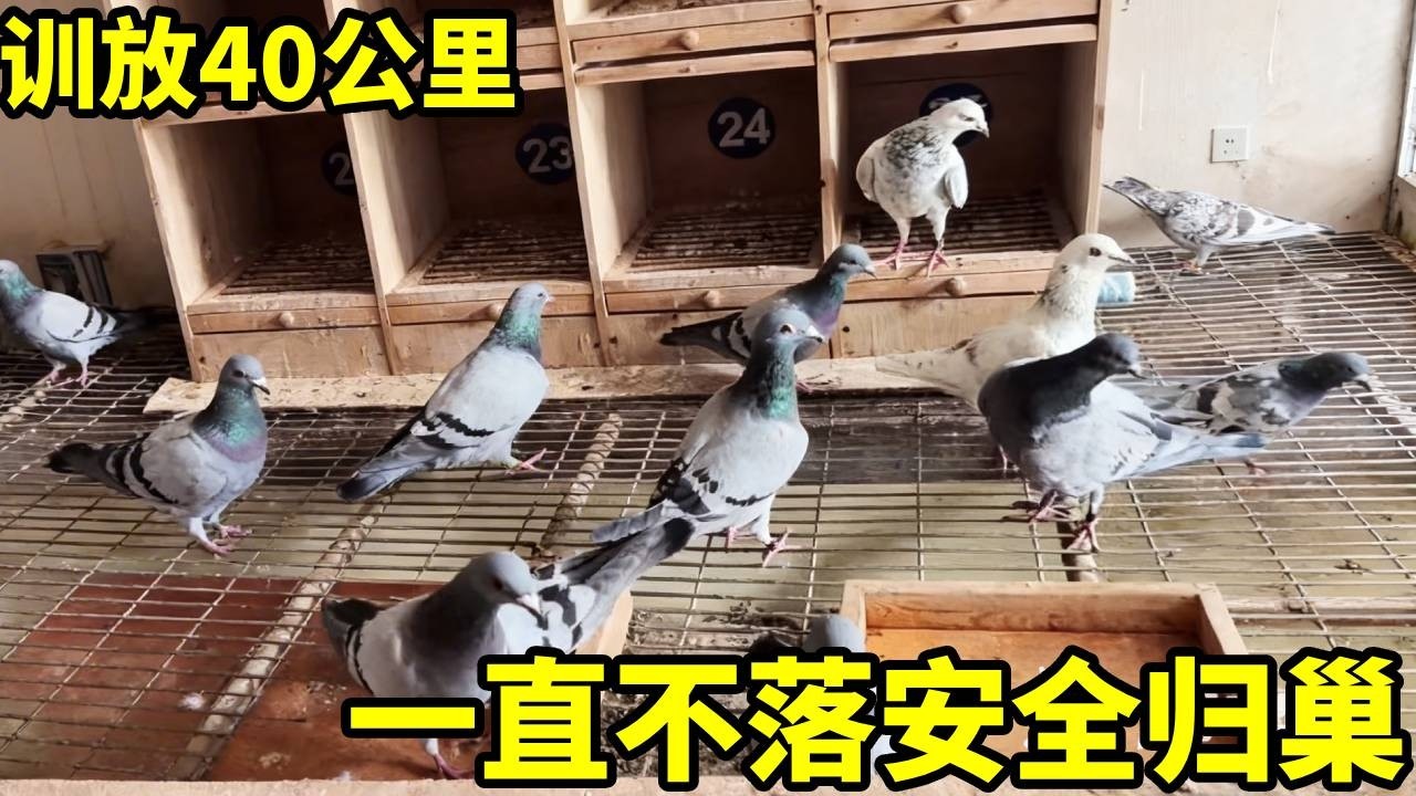 今天训放40公里！一只不落，全部归巢。这成绩能去打比赛了吗？【俏鴿】