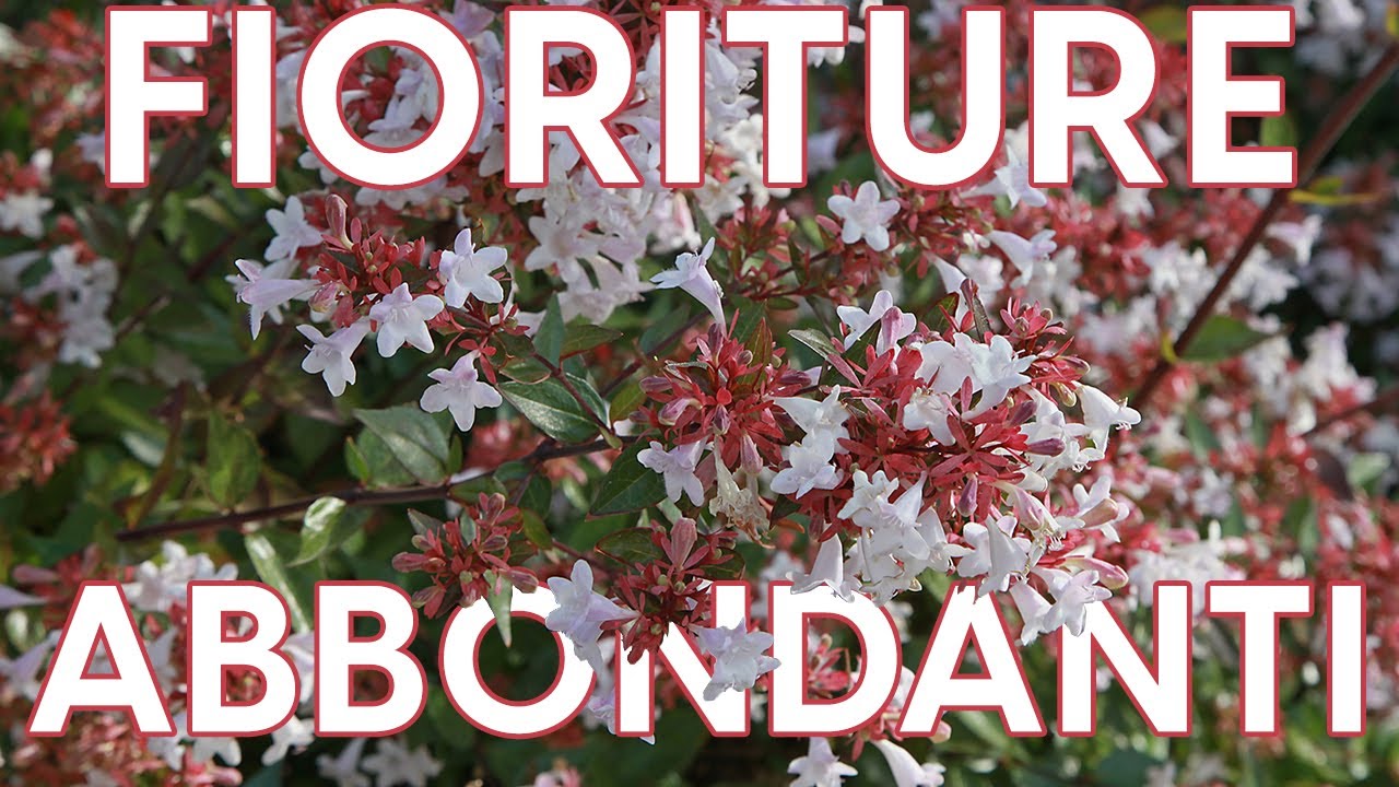 Abelia, sempreverde da fiore: coltivazione e potatura
