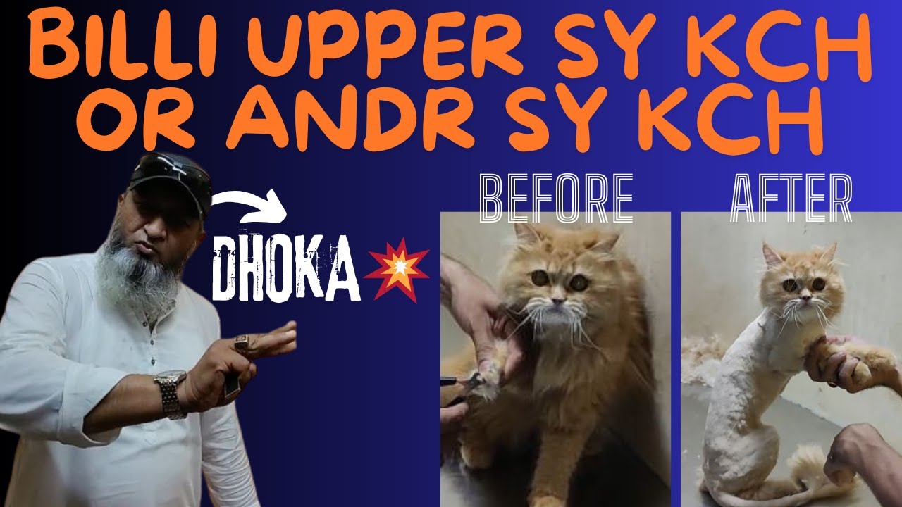 Billi Upper Say Kuch Or Andr Say Kuch😂😂 || Billi Ki Hair CuttingAdnan Because || New Video