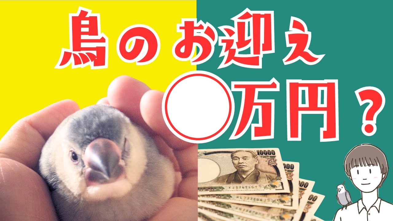 【インコ】鳥さんをお迎えする費用