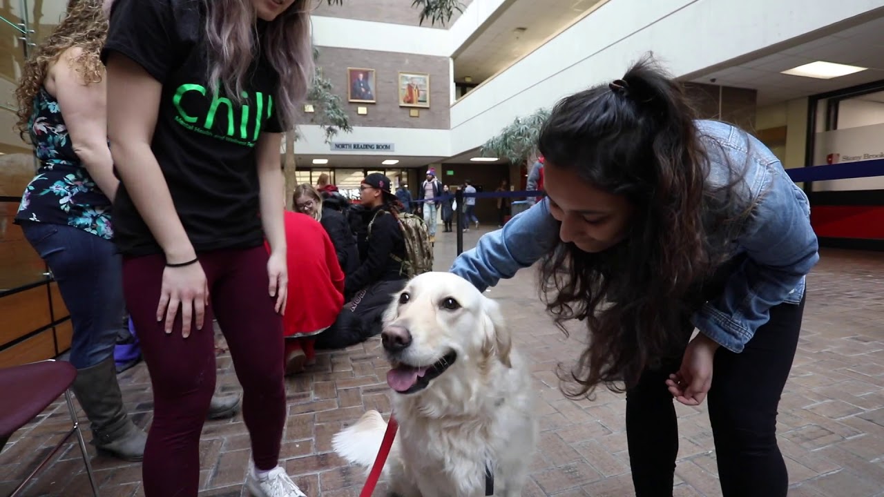 Therapy Dogs Relieve Student Stress