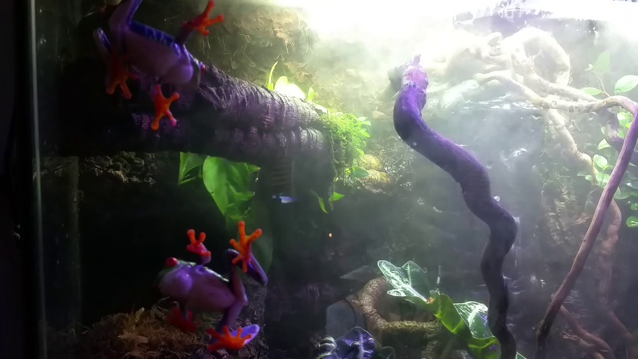 Red Eyed Tree Frogs going crazy ****SUBSCRIBE****