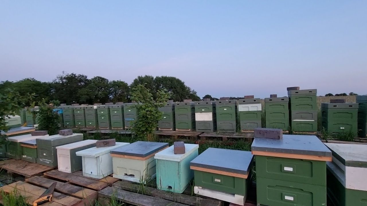 Ile miodu z 30 uli zebrałem? Mogło być lepiej.