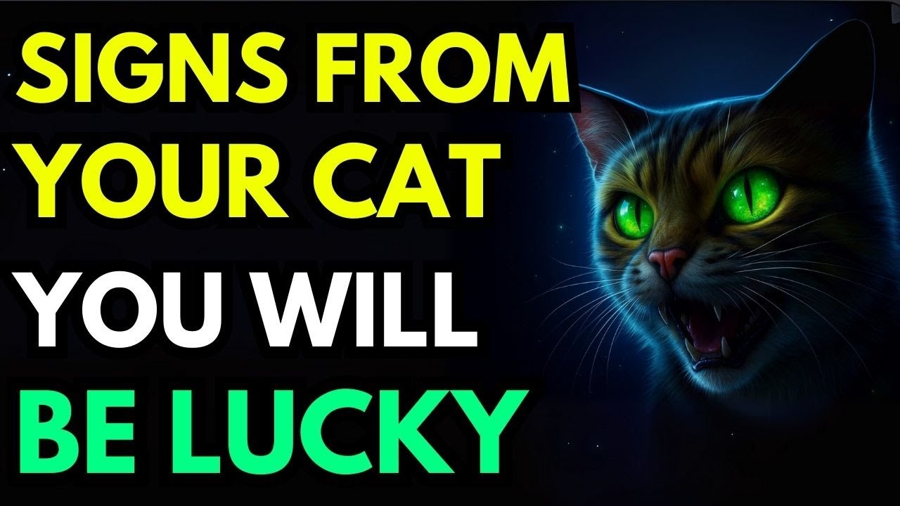 9 Cat Signs That Say You’re About To Get Rich – Watch Closely!