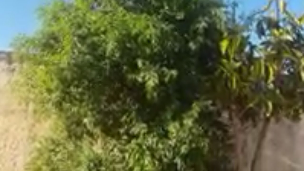 جولة بشوارع الحناية صباحا  🕢07h00