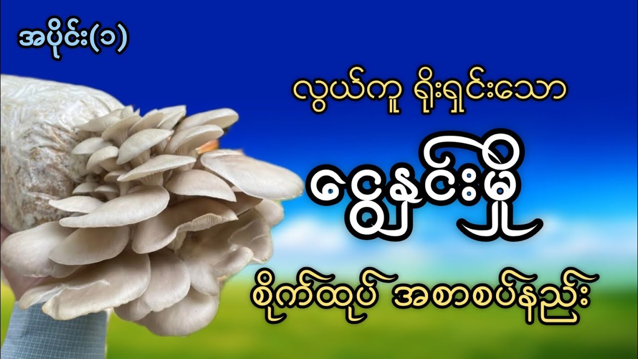 ငွေနှင်းမှိုမျိုးထုပ်ပြုလုပ်နည်း| ငွေနှင်းမှိုစိုက်ပျိုးနည်း (အပိုင်း-၁) #ကောက်ရိုးမှို