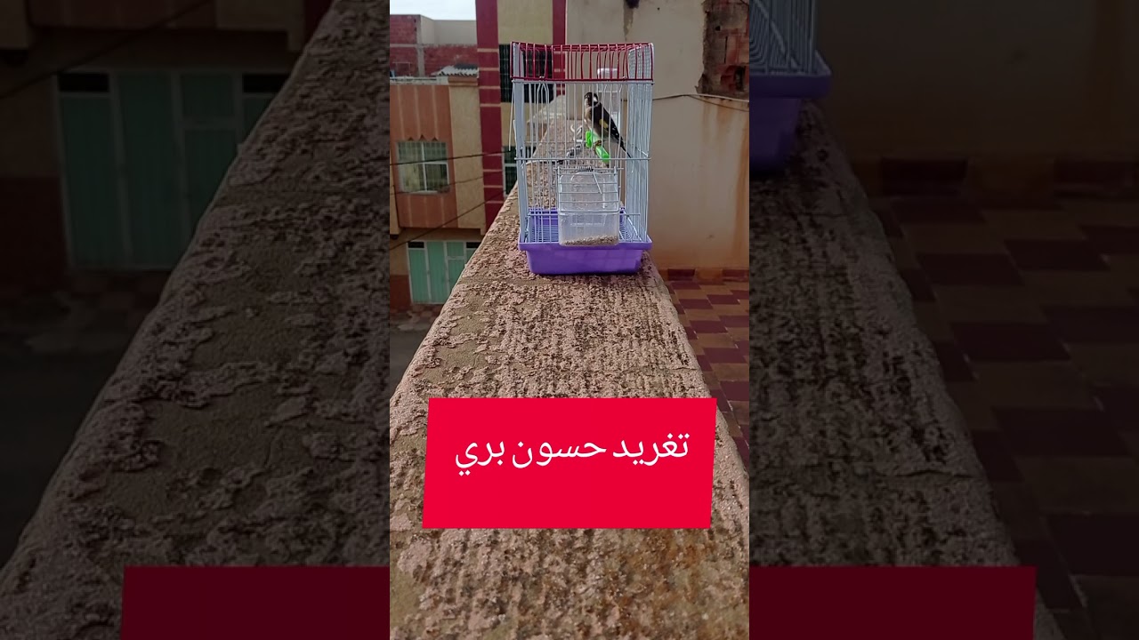تغريد ذكر حسون خلوي بري في بداية الجهوزية للتزاوج 🔥 هائج 💯