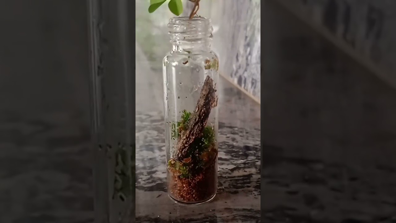 Making a tiny bottle to a terruriam 🥰🌱