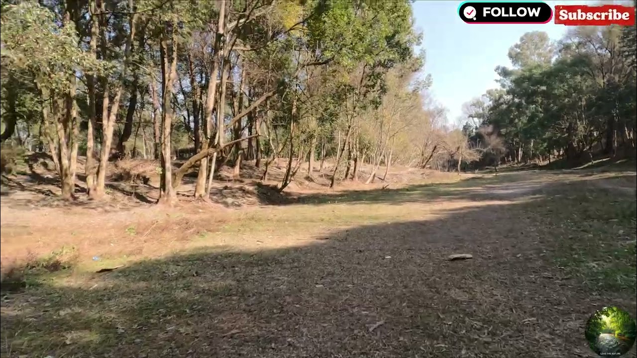 “Kirtipur jungle: lush green trees, mountain air, birdsong—a peaceful nature escape.”