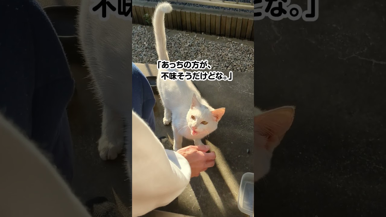 迷い猫と、早朝5時に戯れた。