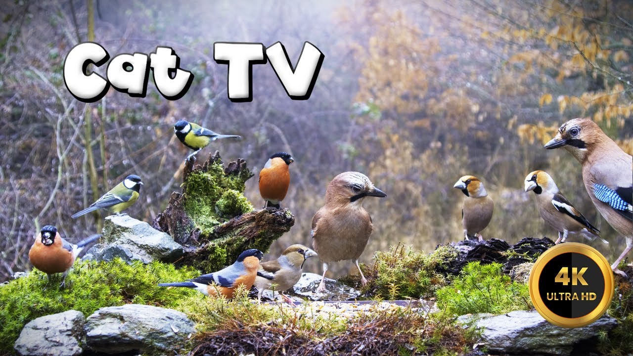 Cat TV for Cats to Watch 🐈 - BIRDS IN THE RAIN🐦&zwj;⬛ (4K)