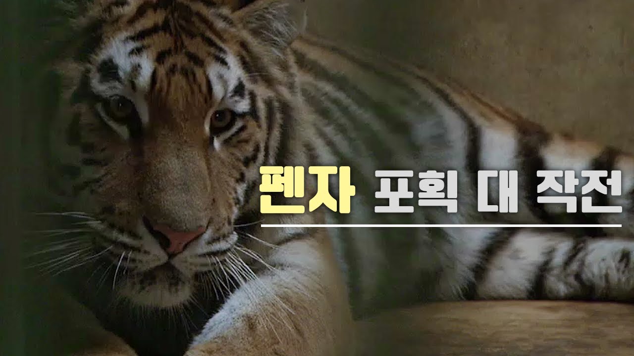 영리한 펜자 포획 대 작전