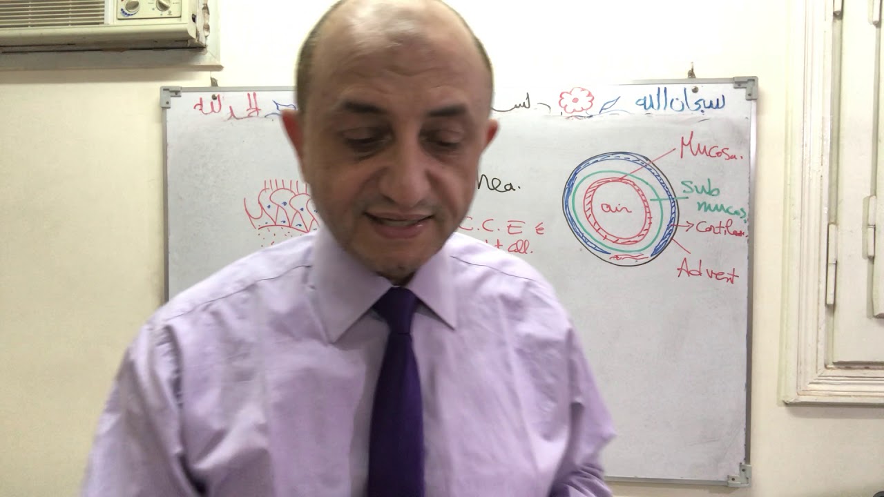 Trachea & conducting parts