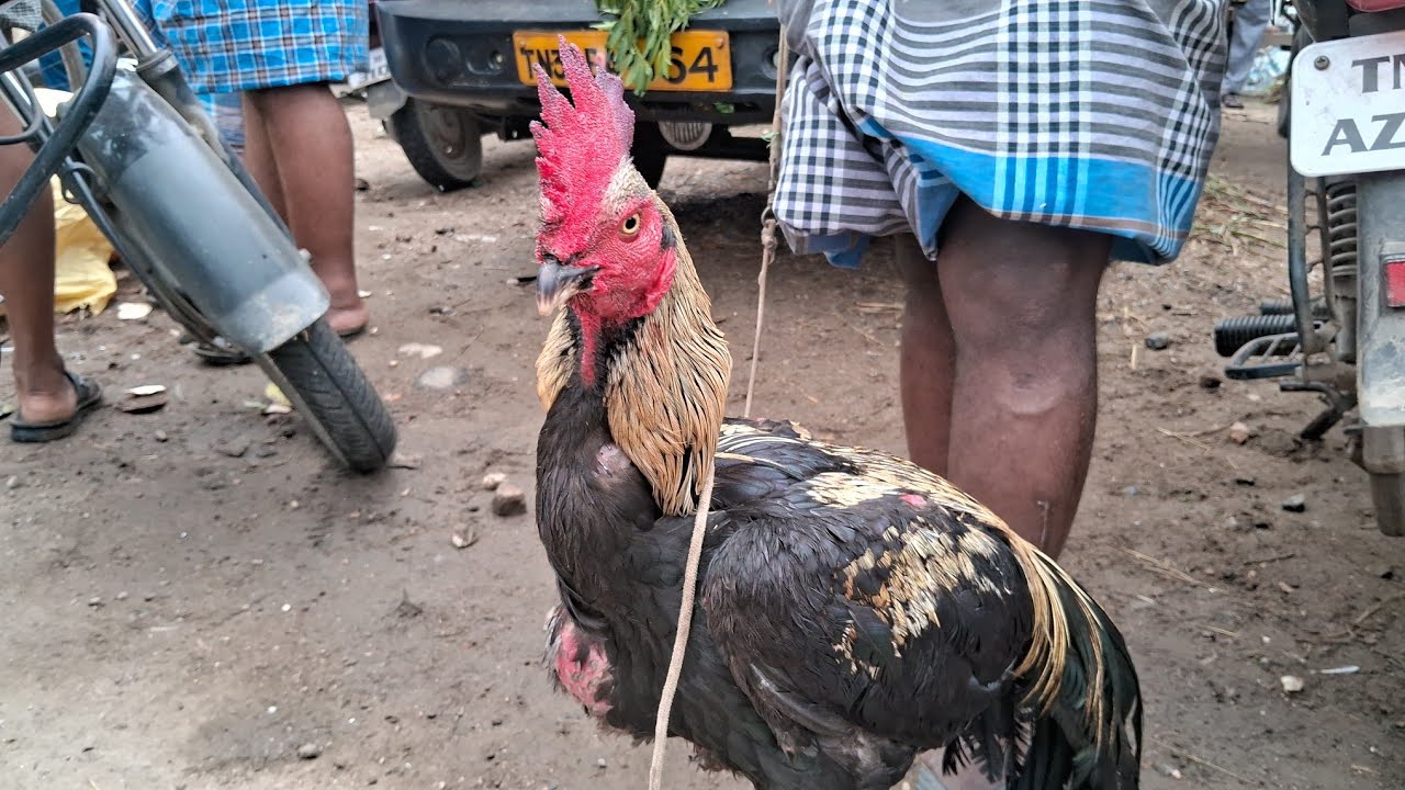 kunnathur seval market குன்னத்தூர் சேவல் சந்தை வாரந்தோறும் திங்கட்கிழமை #குன்னத்தூர்