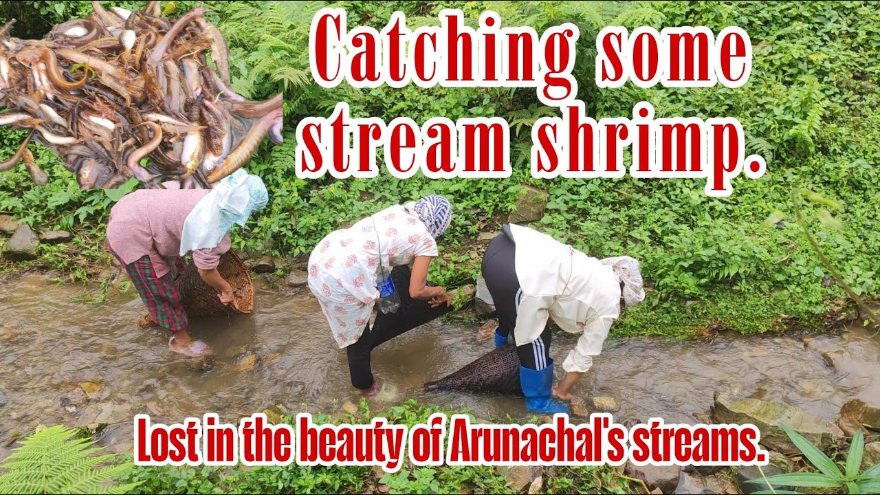 Tasum kunam/shrimp fishing in the stream of Arunachal | traditional fishing | Indian village life