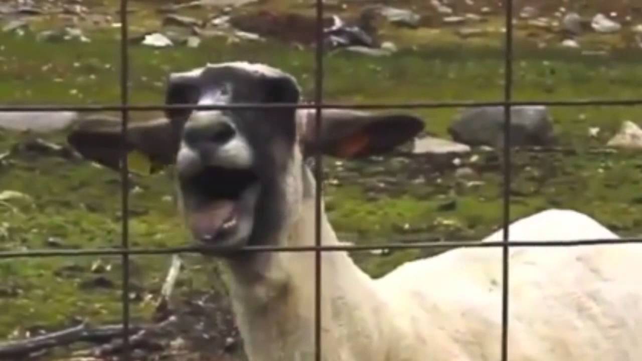 Rick Astley - Never Gonna Give You Up (Goat Remix)