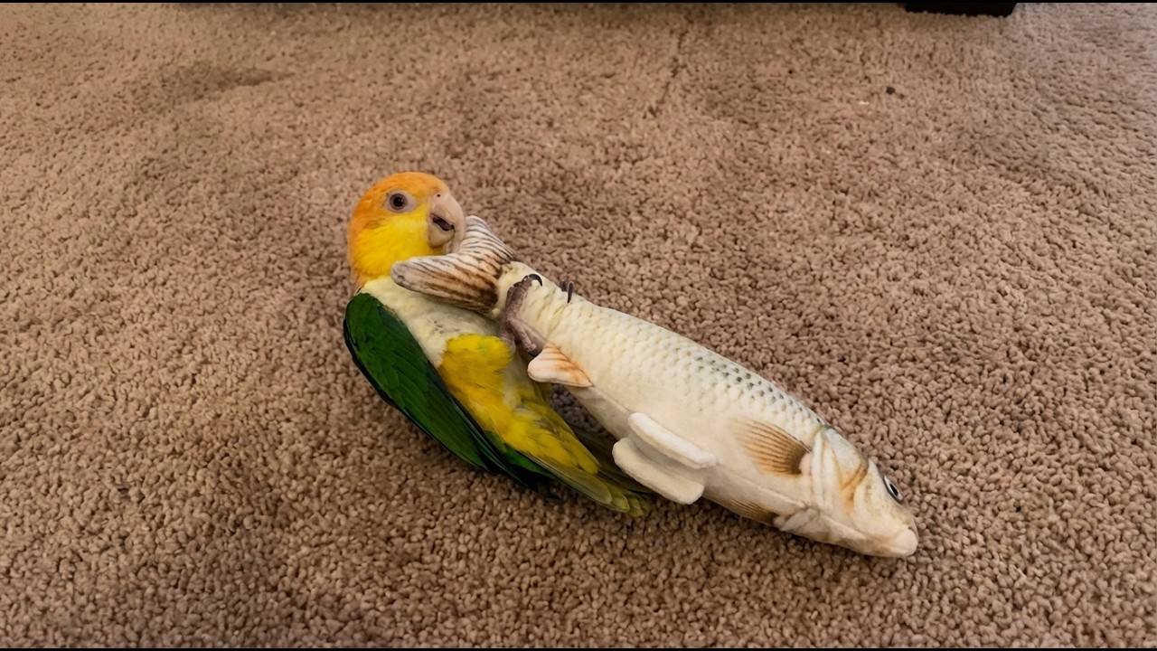 You’ve Never Seen Parrots This Funny 😂🦜