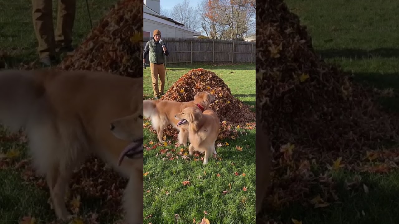 Dog&rsquo;s Pure Joy Destroys Dad&rsquo;s Raking! 🍂