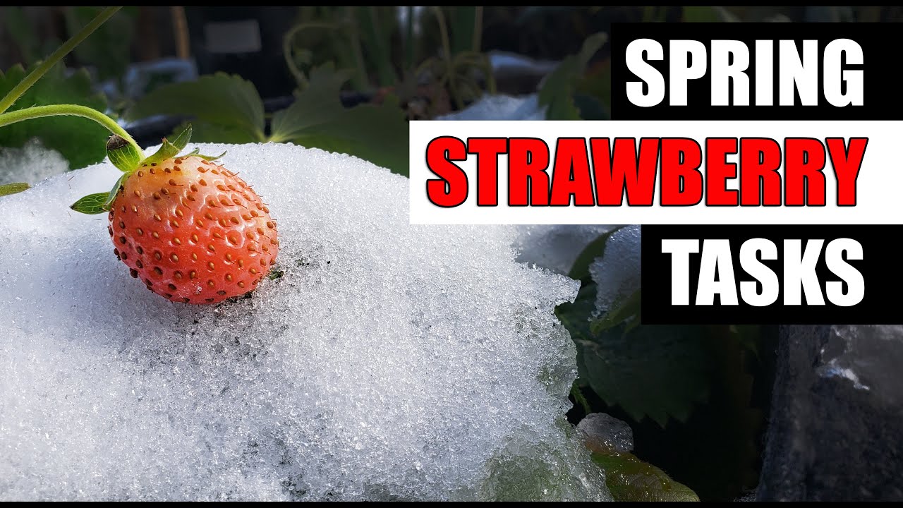 3 Spring Strawberry Tips - Garden Quickie Episode 187
