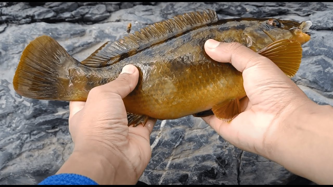 CATCH AND COOK WRASSE | Going for wrasse and mackerel