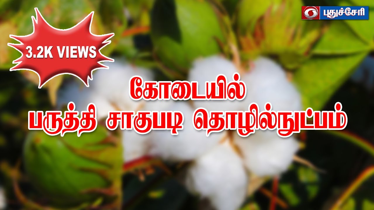 கோடையில் பருத்தி சாகுபடி தொழில்நுட்பம் | 11.04.2022