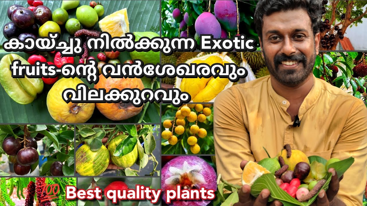 കായ്ച്ചു നിൽക്കുന്ന plants ഇത്രേം വിലക്കുറവിൽ കണ്ട് വാങ്ങാം |Royal green house nursery |Trivandrum