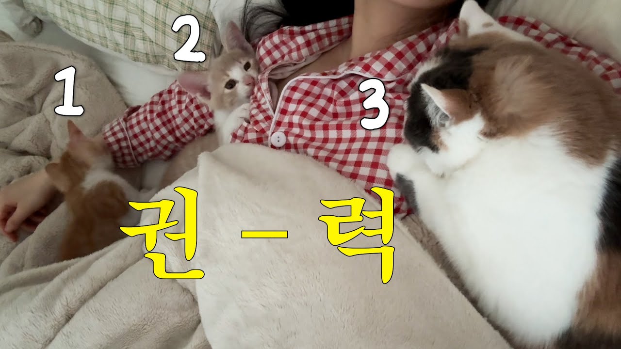 다묘가정의 좋은 점? 딱히 잘...