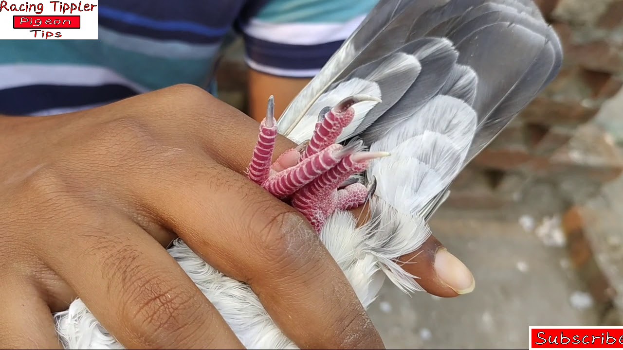 ভালো গিরিবাজ রেসিং কবুতর চেনার কিছু সহজ উপায় |