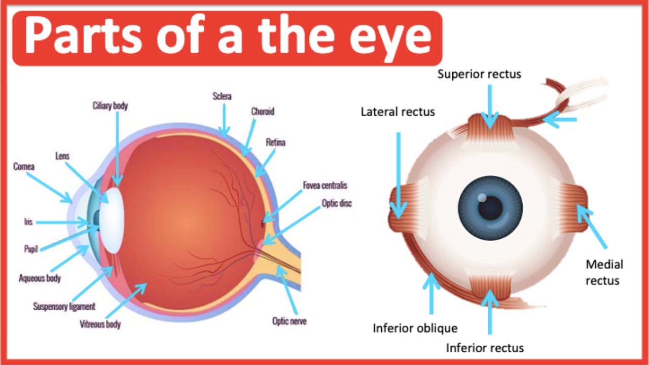 Eye anatomy & function 👀 | Easy science lesson