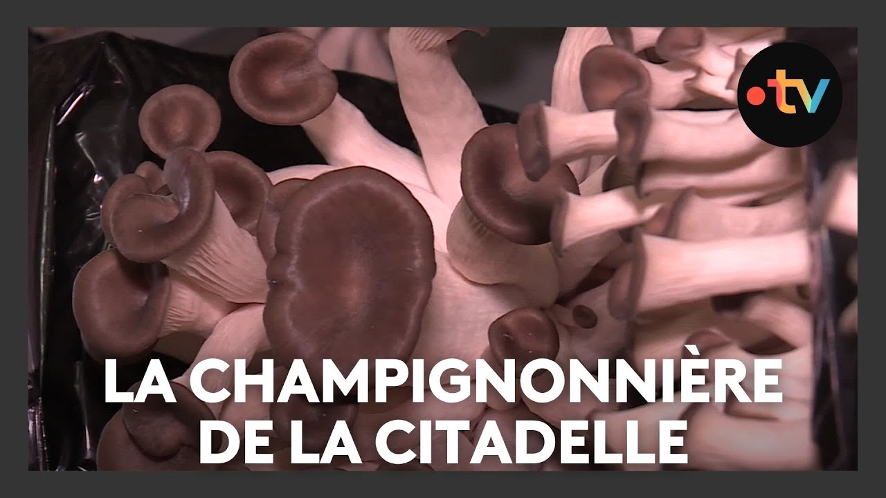 Le renouveau du tourisme mémoriel : la champignonnière de la citadelle