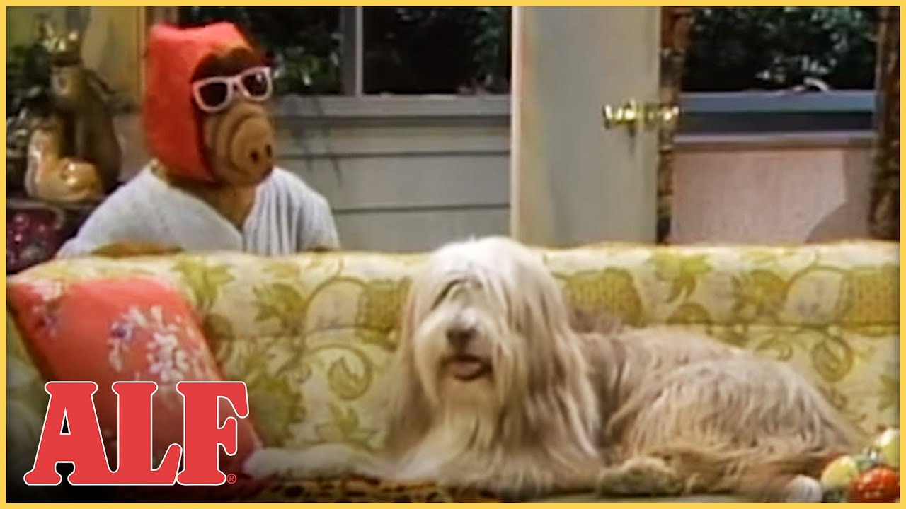 Every Time ALF Had a Pet ANIMAL!