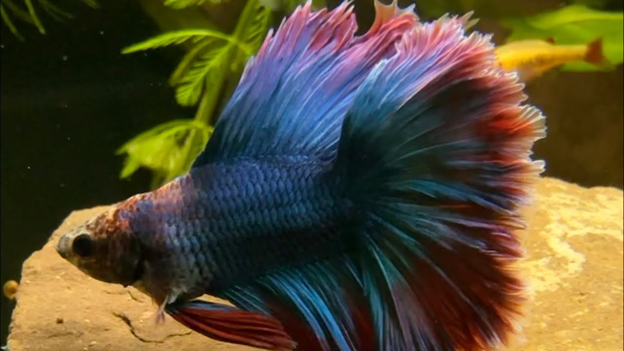 Relaxing Indoor Fish Pond LIVE • Ultra Clear Water • Water Sounds