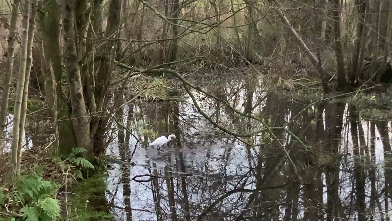 Heron of Bayeux Marsh