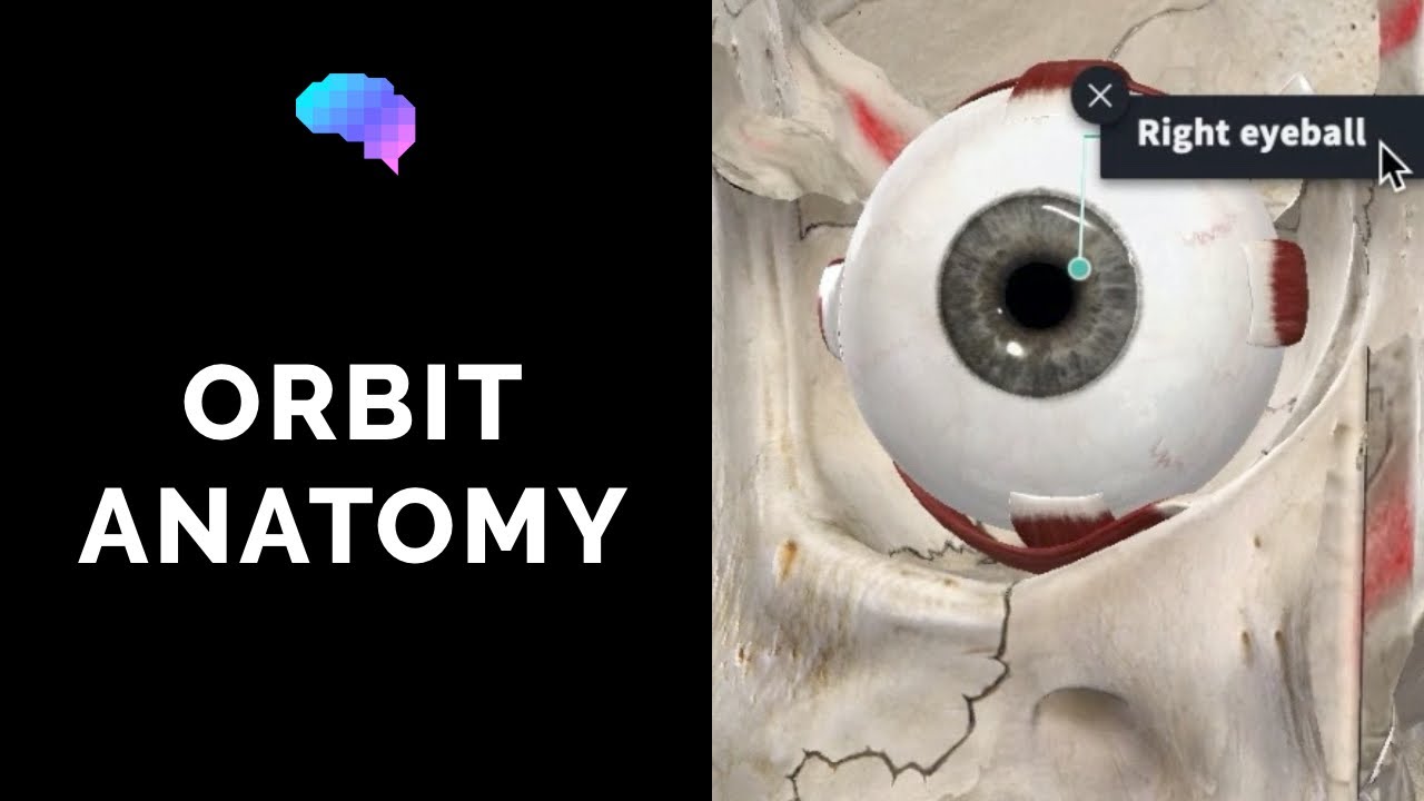 Anatomy of the Orbit and Extraocular Muscles (including movement of the eyes) | Eye Anatomy | PLAB 2