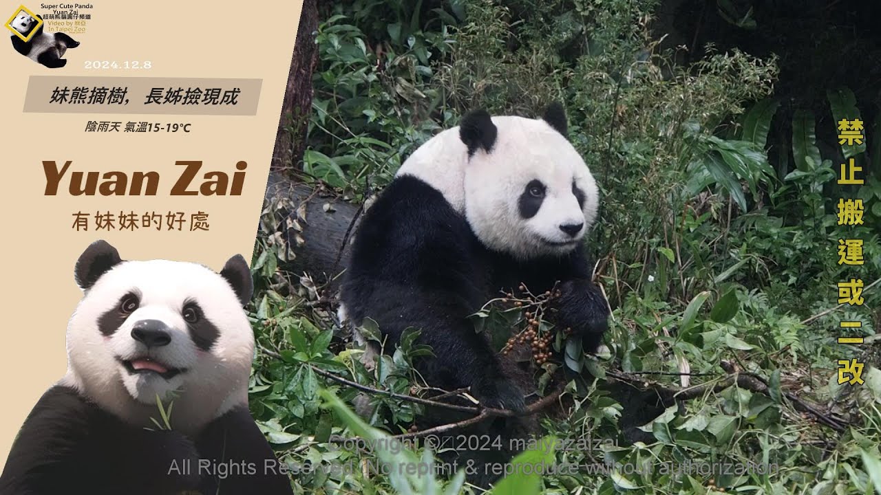 20241208 圓仔有個好妹妹， 讓長姊擺脫爬樹承載的體重煩惱，只要隨地撿就有好果吃，茄苳果一夜干 The Giant Panda Yuan Zai