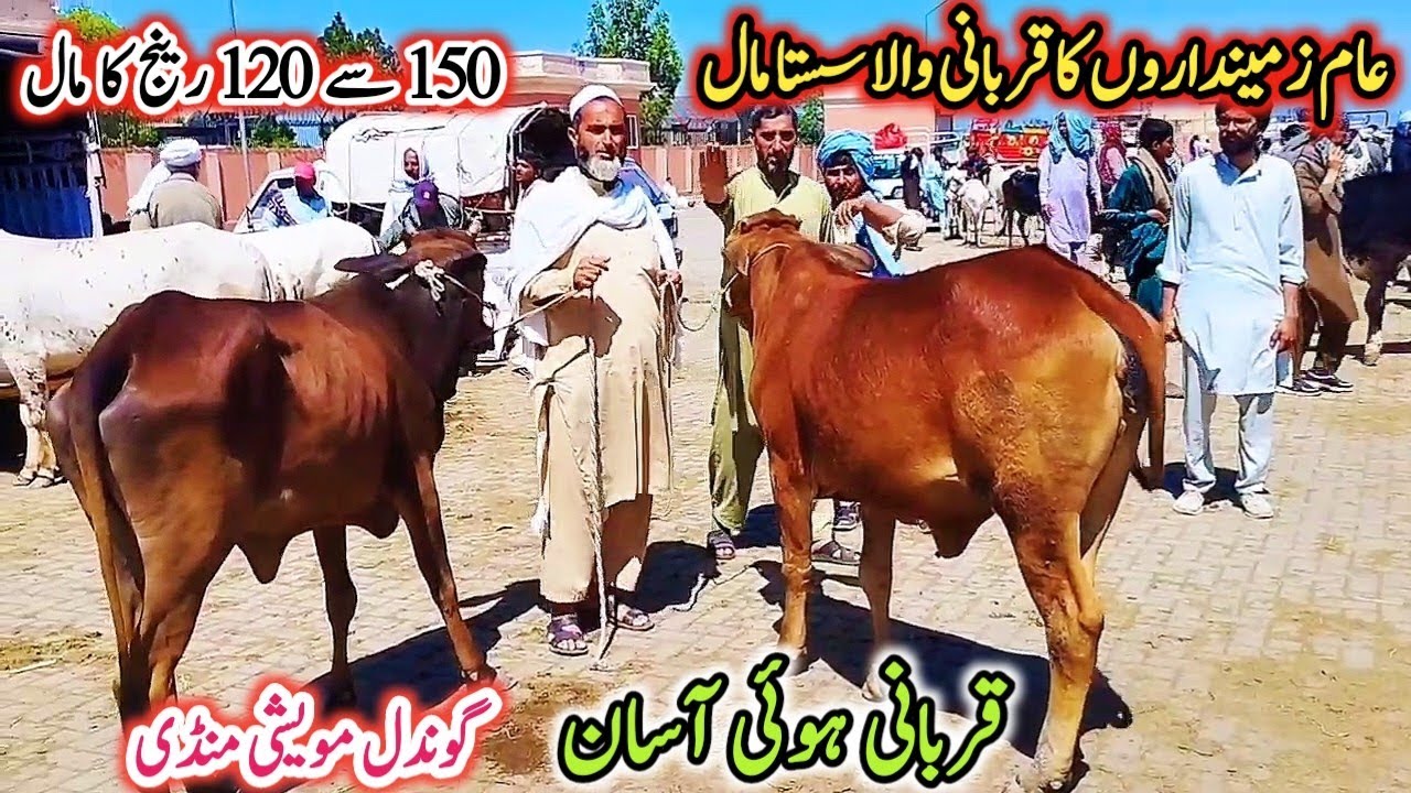 22-04-2025 Gondal Mandi latest update! Qurbani wala sasta Maal Aa gya!Eid Collection 2025!#bull