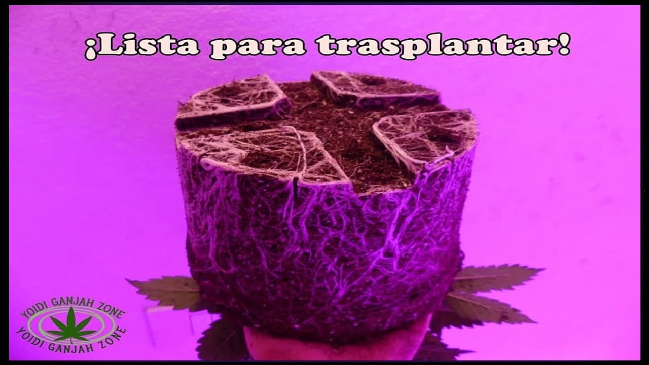 CUANDO Y COMO TRASPLANTAR